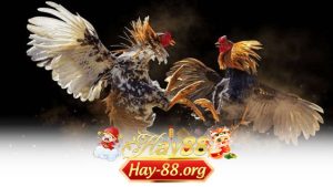 Bí Quyết Đặt Cược Đá Gà Hiệu Quả Hay88 – Chơi Có Chiến Lược, Thắng Có Tính Toán